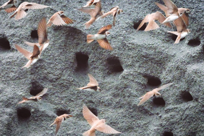 naturequarries.png naturequarries.png