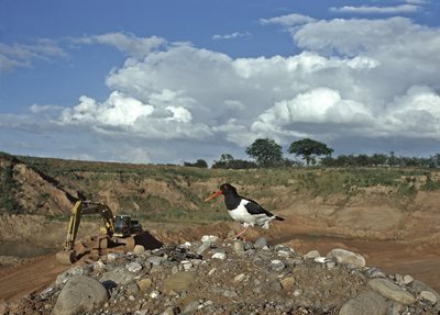Oystercatcher_Stuart_Lawrence_015-23.jpg